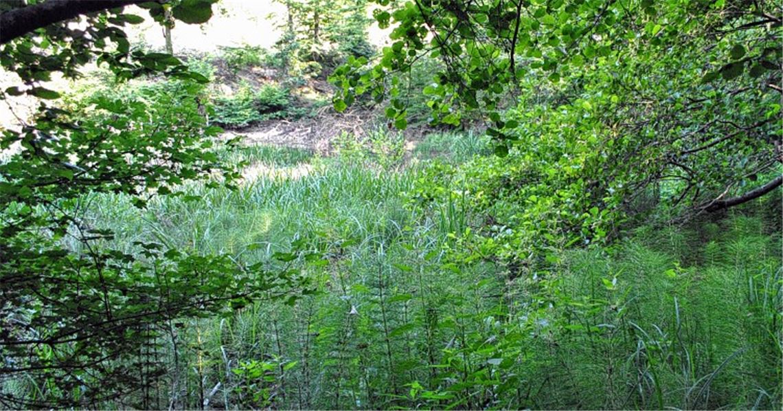 Vom See ist beim Münchsee nicht mehr viel übriggeblieben. Der Damm ist gebrochen, das Gewässer stark verlandet. Foto: Stahlfeld