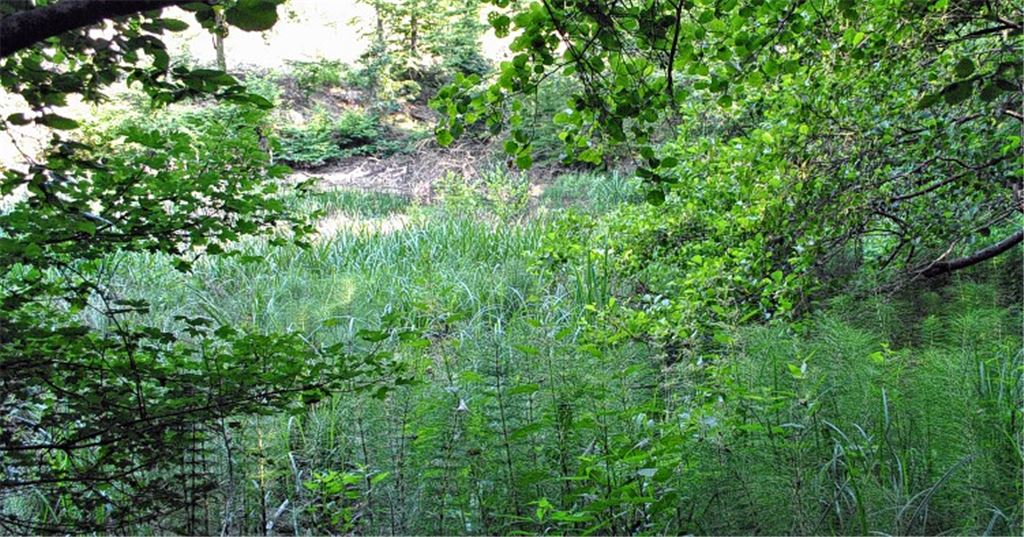 Vom See ist beim Münchsee nicht mehr viel übriggeblieben. Der Damm ist gebrochen, das Gewässer stark verlandet. Foto: Stahlfeld