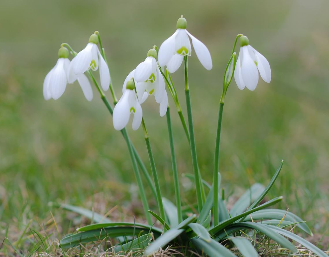 Von blühenden Schneeglöckchen über balzende Dohlen bis hin zu den Feldhasen: Warme Temperaturen erwecken bei Pflanzen und Tieren den Eindruck von Frühling. Fotos: Lechner