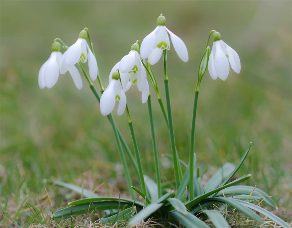 Von blühenden Schneeglöckchen über balzende Dohlen bis hin zu den Feldhasen: Warme Temperaturen erwecken bei Pflanzen und Tieren den Eindruck von Frühling. Fotos: Lechner