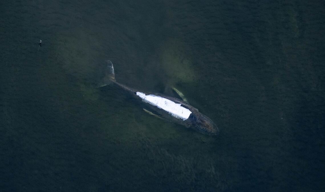 Von einem Flugzeug aus sind der Buckelwal und die Tücher auf seinem Rücken gut zu sehen.