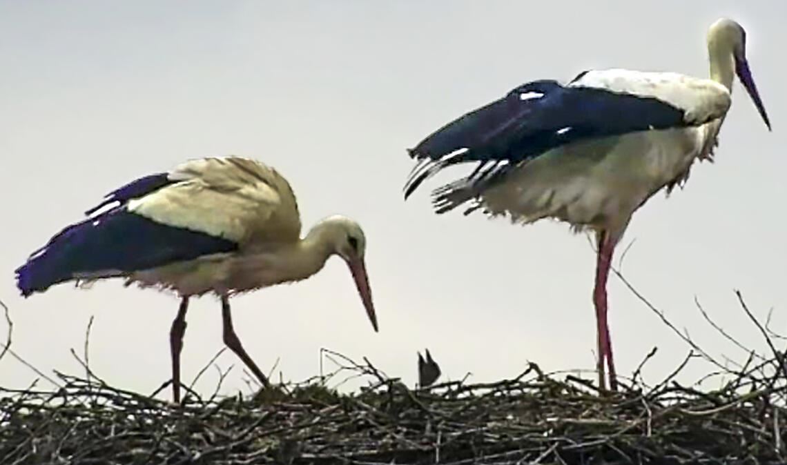 Von jetzt an sind hungrige Schnäbelchen zu stopfen. Leserfoto: Marianne Harjung/Screenshot