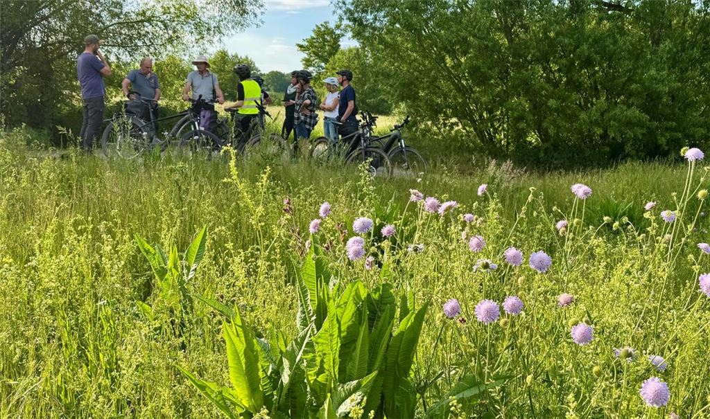 Von wegen Unkraut: Die Wiesen zwischen Ölbronn und Dürrn können ein Paradies für viele bedrohte Arten sein. Fotos: Goertz