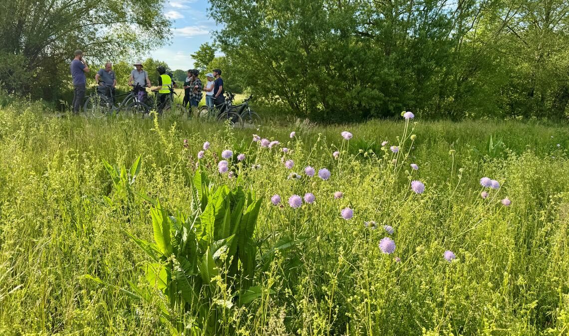Von wegen Unkraut: Die Wiesen zwischen Ölbronn und Dürrn können ein Paradies für viele bedrohte Arten sein. Archivfoto: Goertz