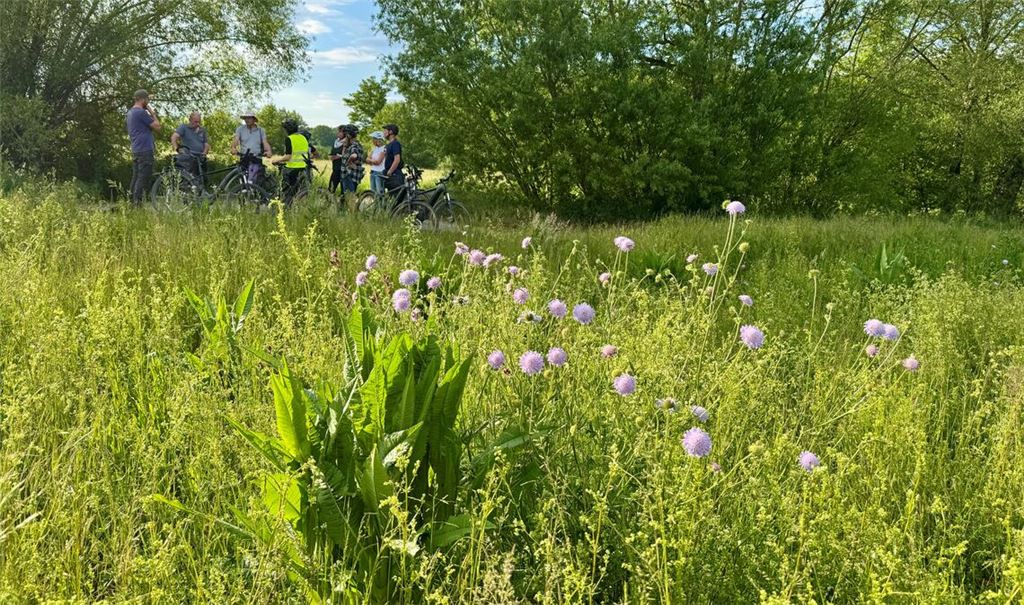 Von wegen Unkraut: Die Wiesen zwischen Ölbronn und Dürrn können ein Paradies für viele bedrohte Arten sein. Archivfoto: Goertz