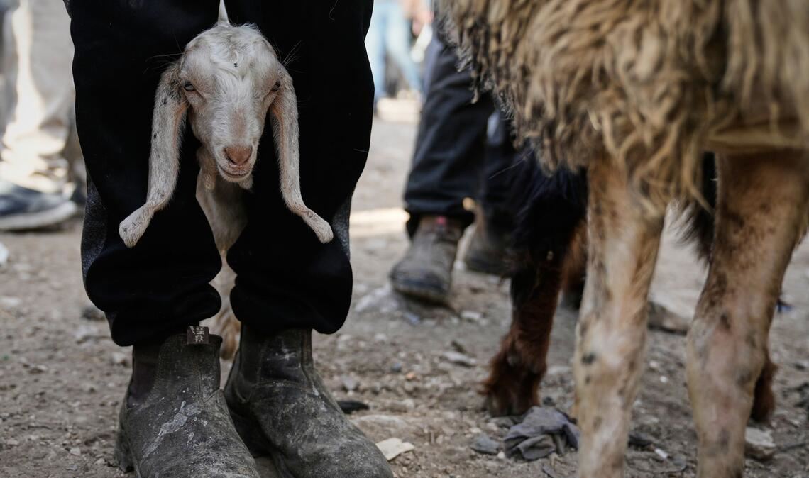 Vor Eid al-Adha steigt der Handel mit Schafen und Ziegen auf dem Viehmarkt in Nablus im Westjordanland deutlich an.