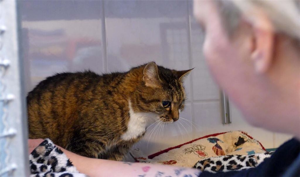 Vor allem Katzen bereiten den Tierheimen aktuell große Probleme. Foto: Archiv