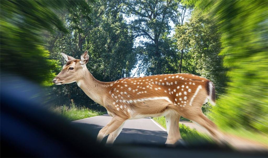 Vor allem in der dunklen Jahreszeit nehmen die Wildunfälle rasant zu.