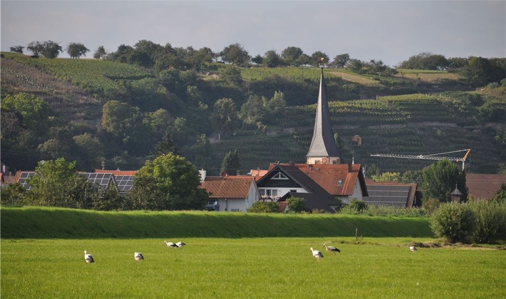 Vor dem Abflug in Richtung Süden haben sich Störche auf manchen Wiesen der Region wie hier in Mühlhausen versammelt. Fotos: Bosch