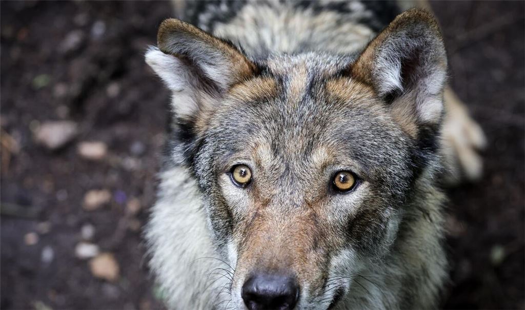 Vor dem Angriff auf eine Frau in Hamburg-Altona streifte der Wolf durch den Westen Hamburgs. (Symbolbild)