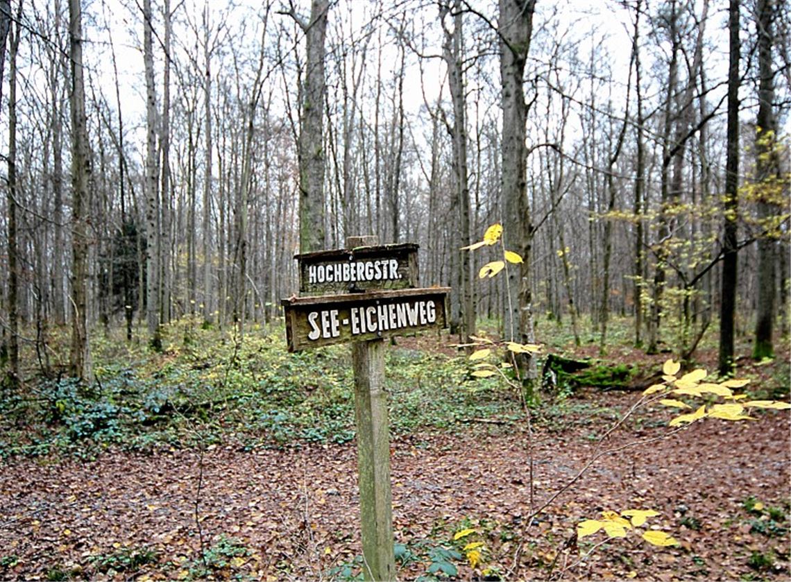 Vor dem Eingriff in Erholungswald zur Umwandlung etwa in ein Gewerbegebiet hat der Gesetzgeber hohe Hürden gesetzt, über die die Forstbehörden wachen und die auch für die Regionalplanung bindend sind. Unser Bild entstand im Hochbergwald. Foto: Kollros
