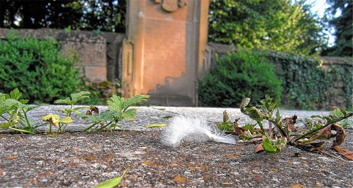 Vor dem Grabstein, der an die jung verstorbene Anna Maria Speidel erinnert, trotzt eine kleine, anhängliche Feder tapfer dem Wind.
