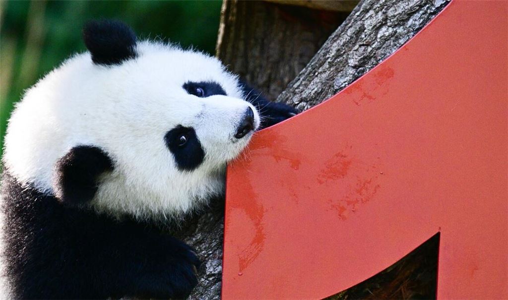 Vor einem Jahr kamen die Pandabären Leni und Lotti zur Welt.