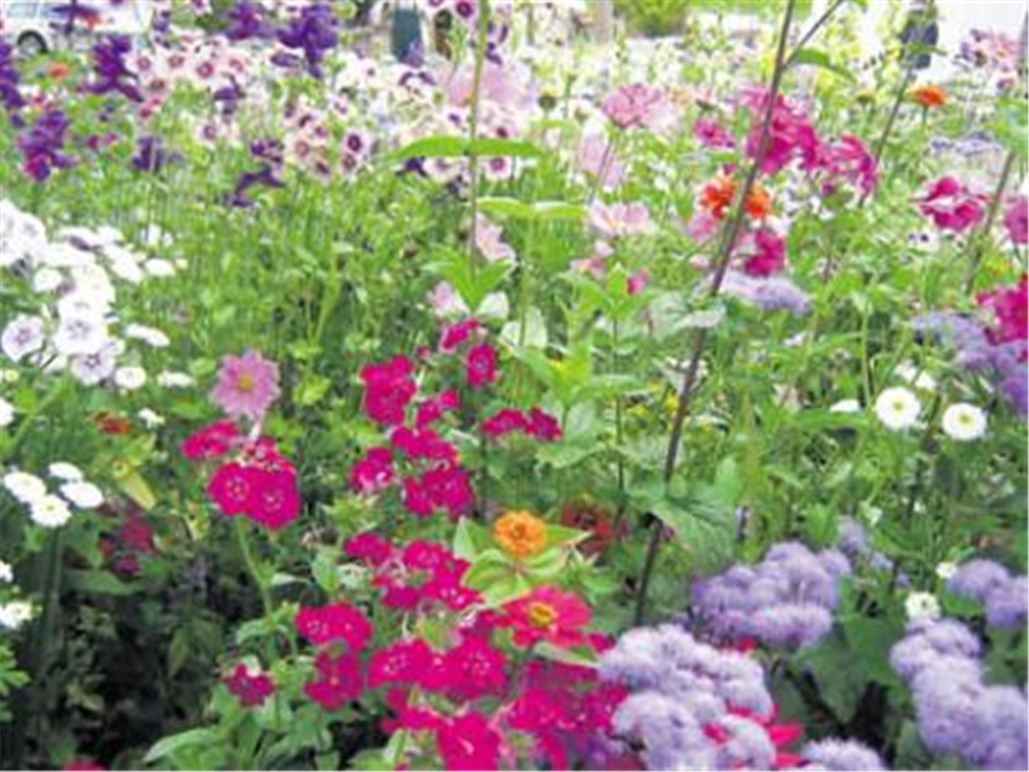 Vorbild für Mühlacker: Blütenpracht beim Grünprojekt in Rechberghausen 2009. Foto: p