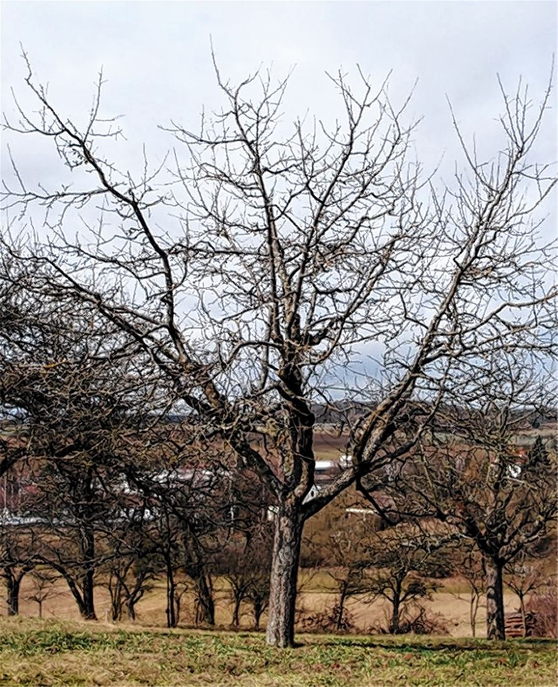 Vorbildlich erzogene Obstbaumkrone mit steilen Hauptästen.
