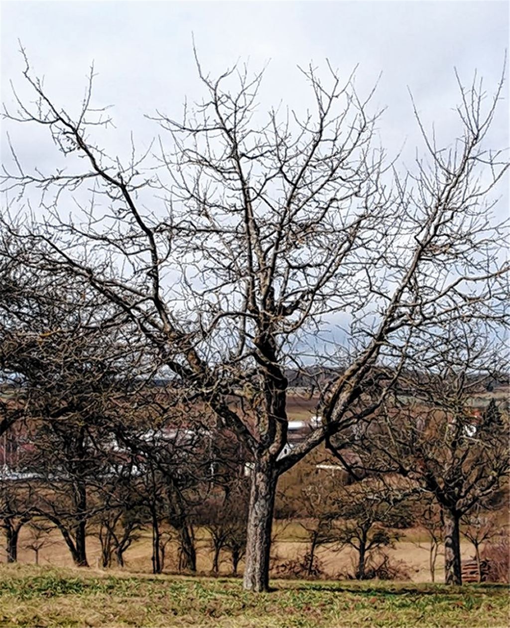 Vorbildlich erzogene Obstbaumkrone mit steilen Hauptästen.