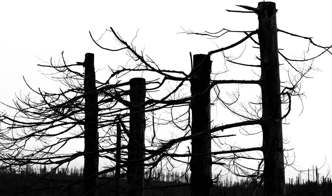 Vorboten der Klima-Apokalypse: abgestorbene Bergfichten im Harz.
