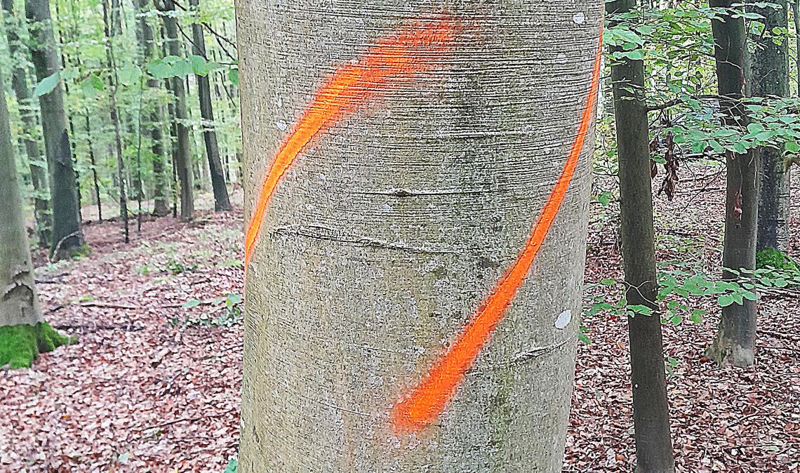 Anonymer Künstler tarnt fällige Buchen Vorher – nachher, auch wenn es sich nicht um denselben Baum handelt: Das Bild hier zeigt den Stamm einer Buche mit – kaum zu erkennen – übermalter Kennzeichnung (siehe Foto unten im Artikel). Fotos: privat