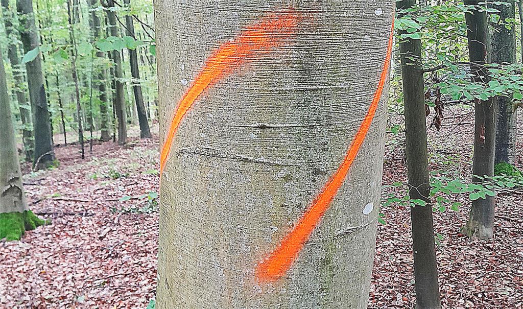 Vorher – nachher, auch wenn es sich nicht um denselben Baum handelt: Das Bild hier zeigt den Stamm einer Buche mit – kaum zu erkennen – übermalter Kennzeichnung (siehe Foto unten im Artikel). Fotos: privat
