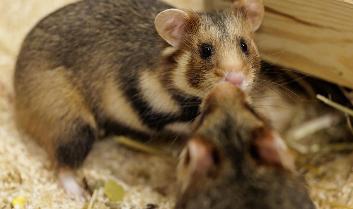 Vorsichtige Annäherung. Ein Weibchen und ein Männchen sind im NRW-Artenschutzzentrum für die Verpaarung vorgesehen.