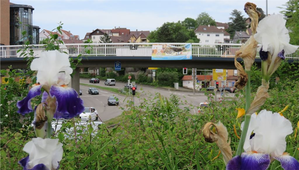 Während allen, die wenige Hundert Meter weiter die Herrenwaagbrücke überqueren möchten, ein langer Umweg blüht, umrahmen Blüten den Blick auf den B10-Steg. Fotos: Becker