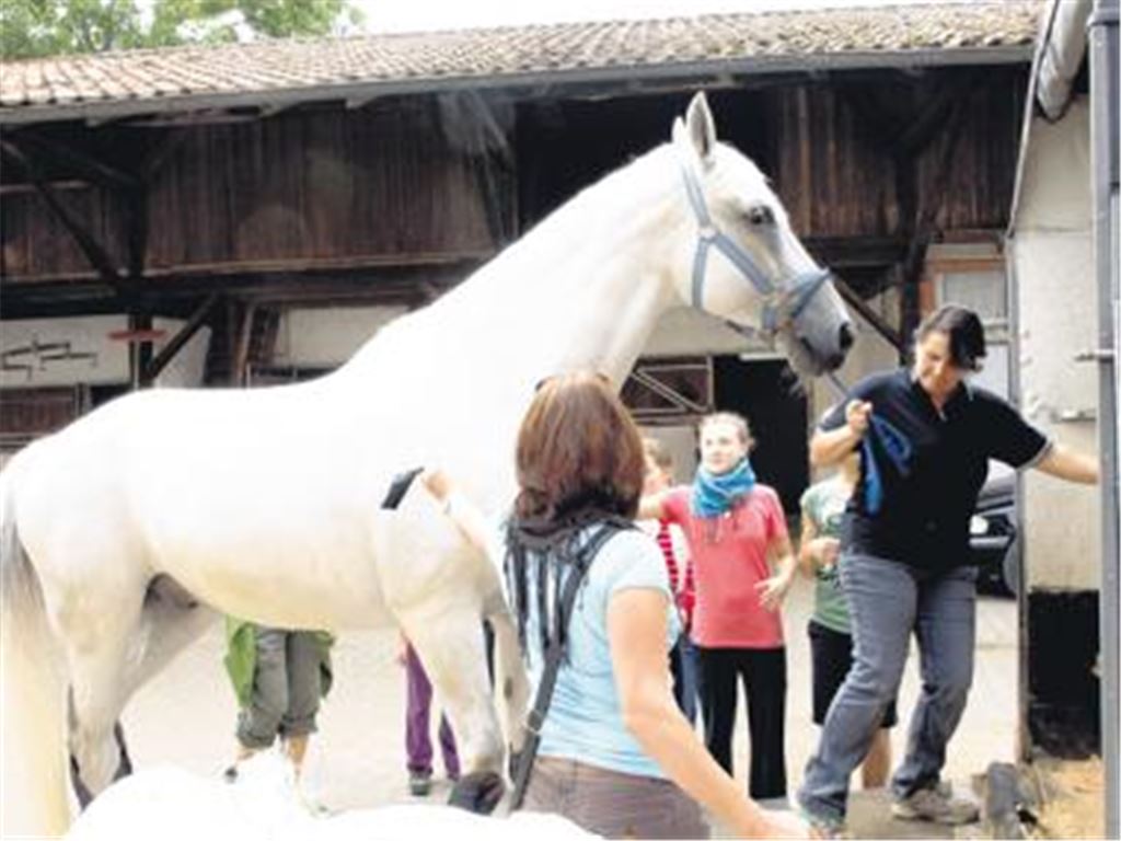 Während andere Sportler vor einem Wettkampf einfach ihre Tasche in den Kofferaum pfeffern, ist die Abreise zum Voltigierturnier erheblich aufwändiger. Pegasus-Trainerin Karin Kiontke führt den Waron in den Anhänger. Rund fünf Stunden wird die Fahrt ins Rheinland dauern. Doch der Schimmelwallach ist solche Reisen schon gewohnt. Foto: Appich