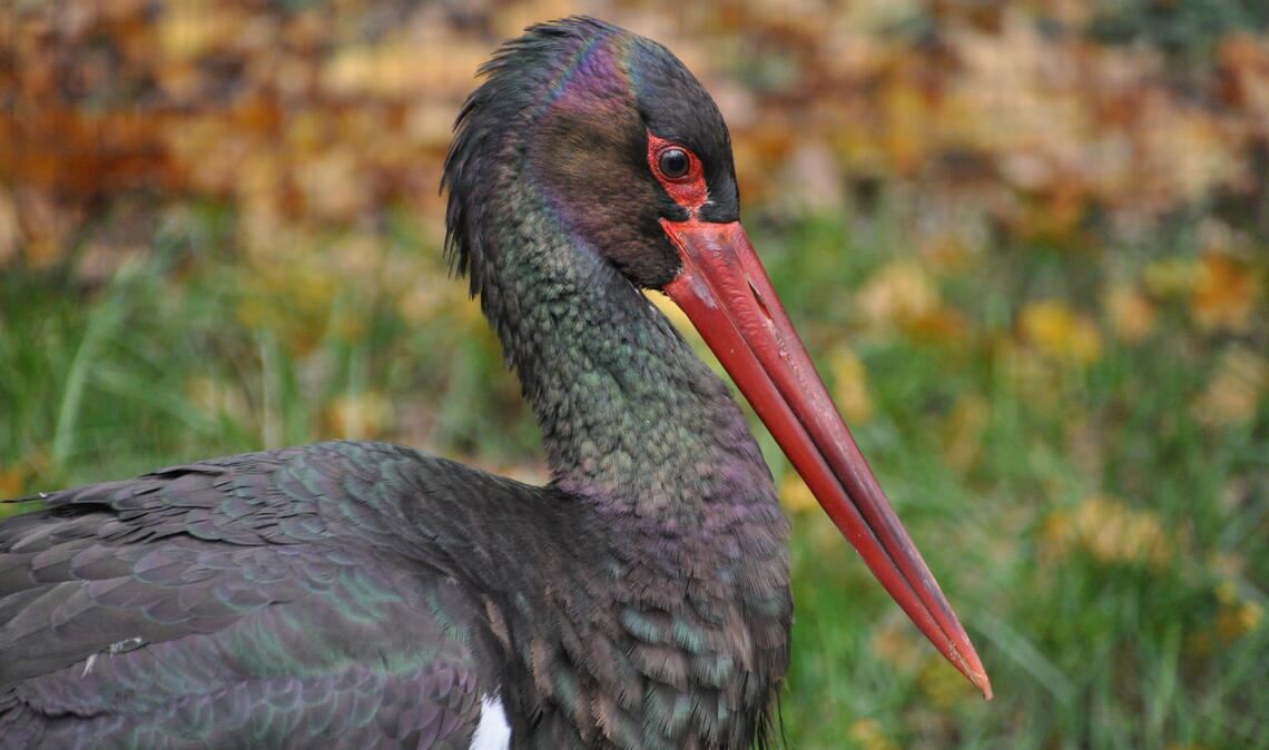 Während der Weißstorch derzeit immer wieder auch in größeren Gruppen gesichtet wird, ist der Schwarzstorch hier im Bild ein äußerst seltener Anblick. Fotos: Bosch