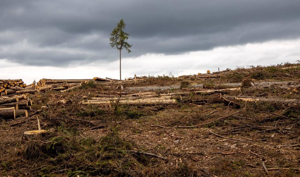 Waldsterben bei Bad Homburg im Taunus.