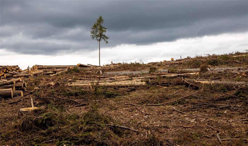 Waldsterben bei Bad Homburg im Taunus.