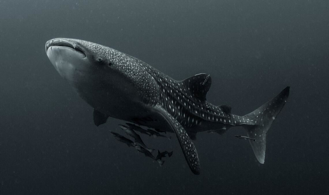 Viele Walhaie tragen Narben durch Fischerei und Tourismus Walhaie gelten als die sanften Giganten der Meere - sind aber stark bedroht.