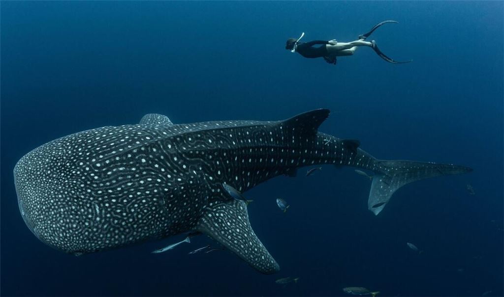 Walhaie sind die größten derzeit lebenden Fische der Erde und faszinieren weltweit Taucher und Schnorchler.