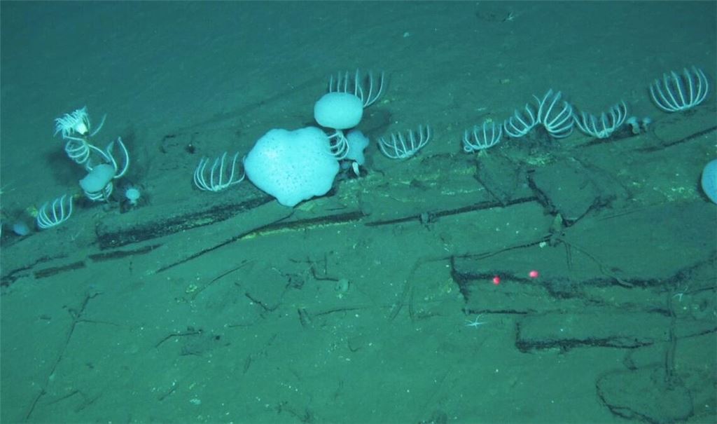 Walknochen liegen am Meeresgrund in der Diamantina-Zone im Indischen Ozean.