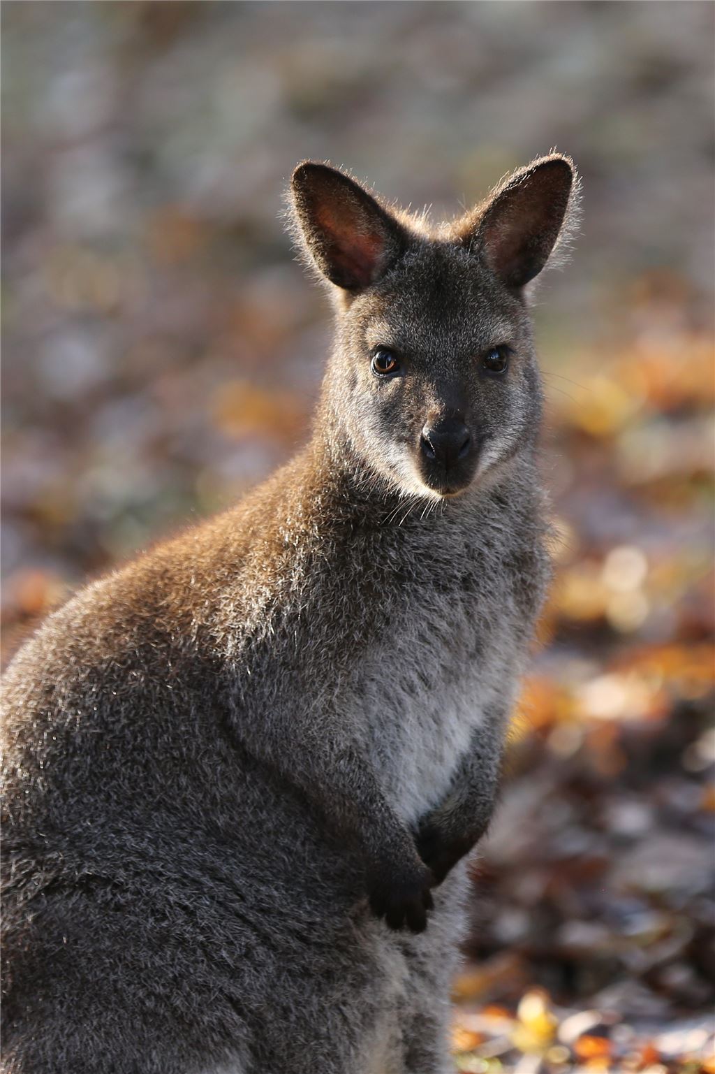 pol Wallaby