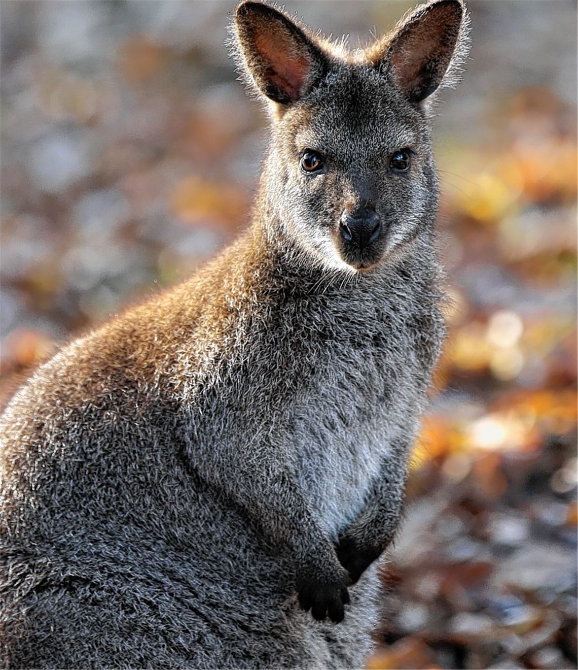 Kängurus vermisst: Duo flüchtet aus Tierpark