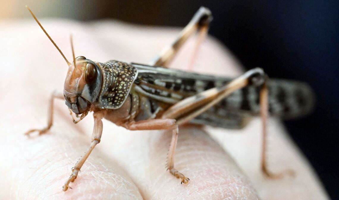 Wanderheuschrecken dienen hierzulande häufig als Futtertiere.