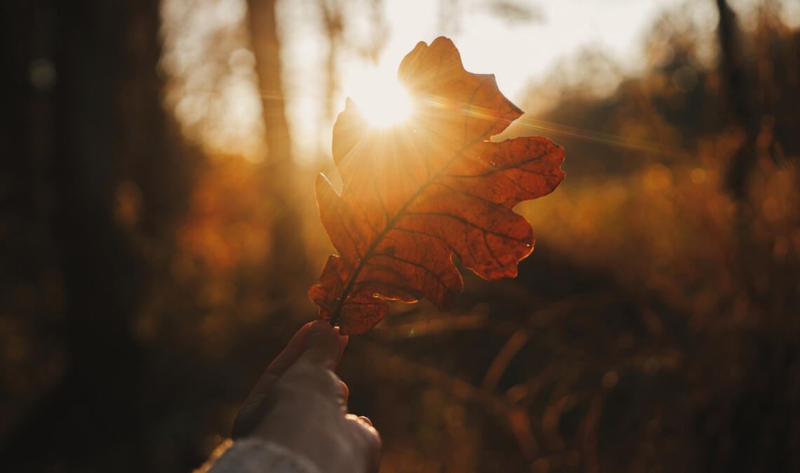 Wann ist endlich Herbst? Wann ist der Sommer endlich vorbei?