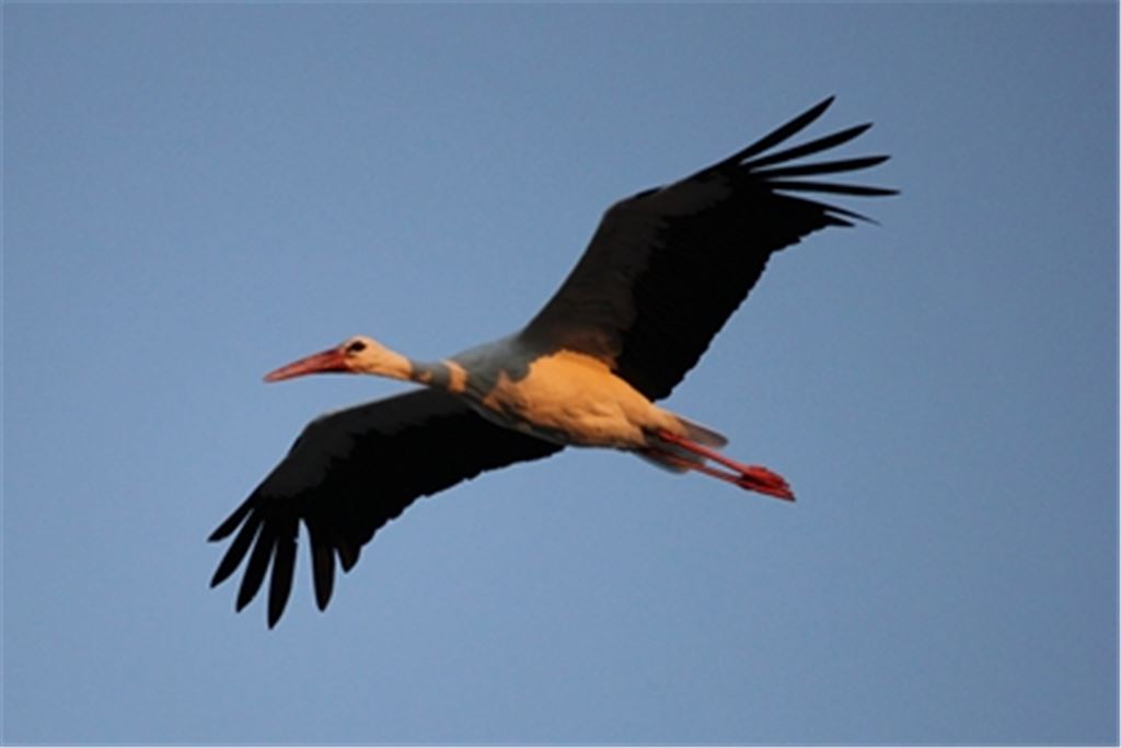 Wann nimmt der legendäre Storch wieder Kurs auf Mühlacker und liefert im Kreißsaal des dortigen Krankenhauses Nachwuchs ab? Leserfoto: Robert Wolfsegger