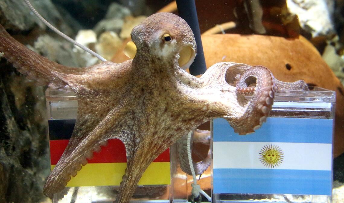 War ganz schön schlau: Krake Paul.