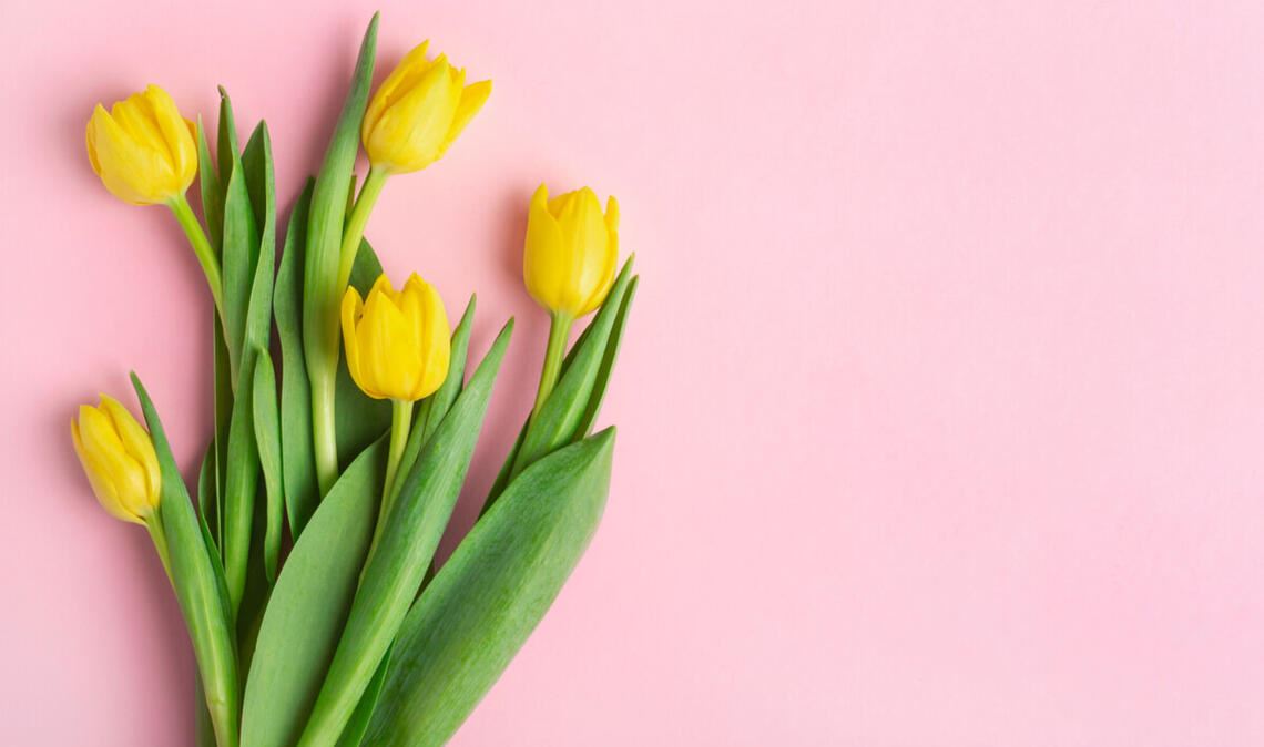 Warum Tulpen ihre Köpfe hängen lassen und was Sie dagegen tun können, erfahren Sie hier.
