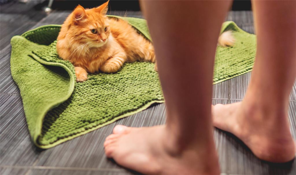 Warum folgen Katzen uns so oft zur Toilette?