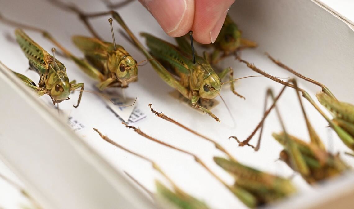 Warzenbeißer sind das Insekt des Jahres 2026.