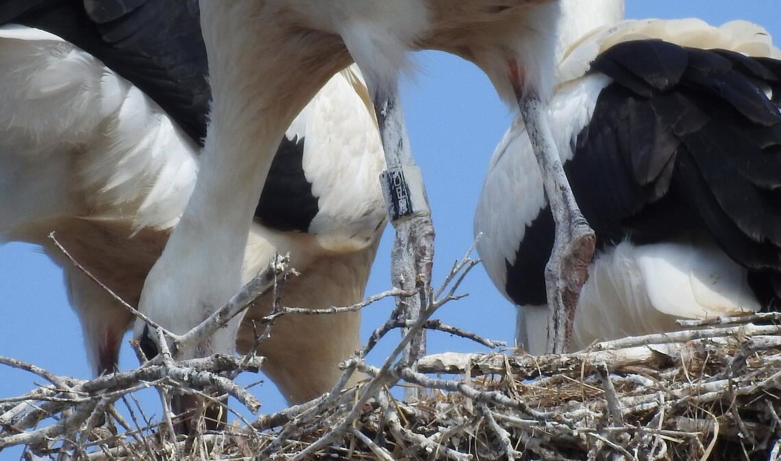 Was Menschenkindern einen Tadel einbringen würde, ist bei den Störchen goldrichtig: Bekotete Beine schützen vor der Sommersonne. Fotos: Bosch, Screenshot: Becker