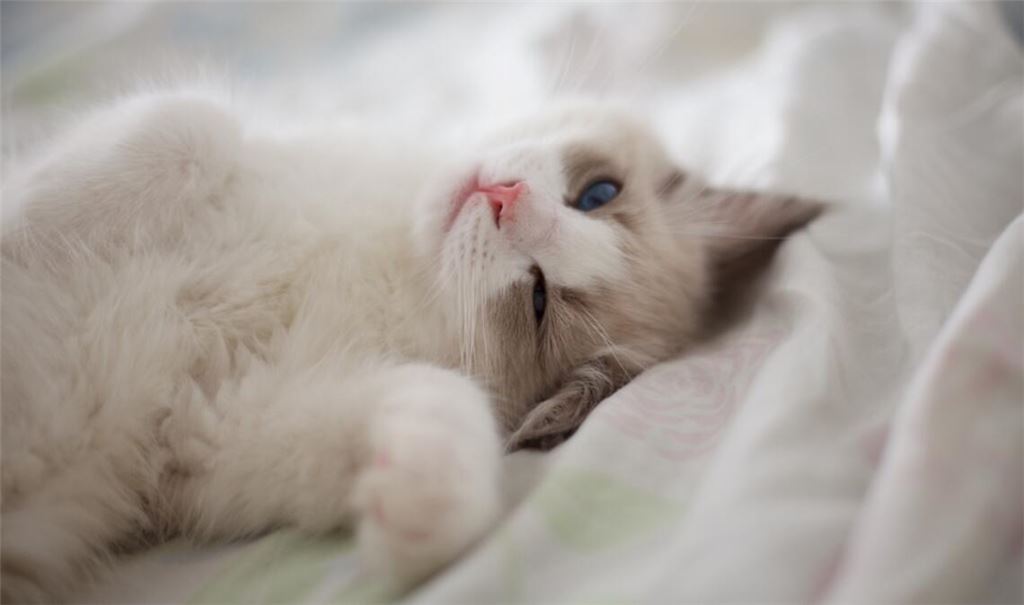 Was bedeutet es, wenn man von einer Katze langsam angeblinzelt wird?