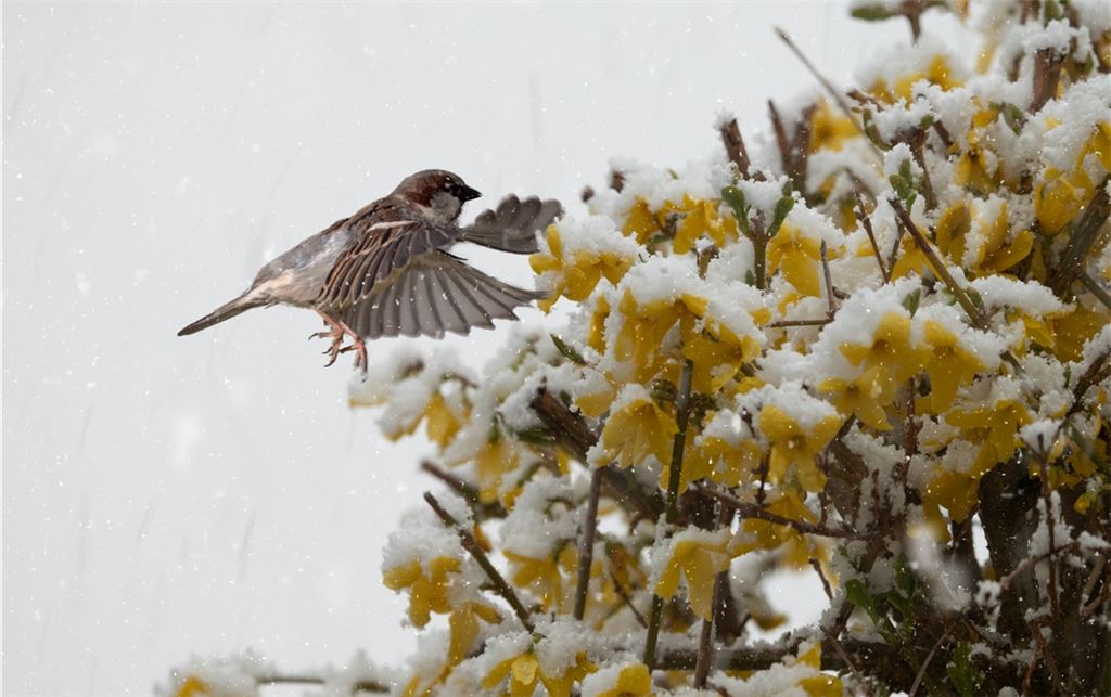 Was nascht welcher Vogel am liebsten? Wer seinen Garten entsprechend gestaltet, könnte sich bald über Besuch freuen. Leserfoto: Horst Lachstädter