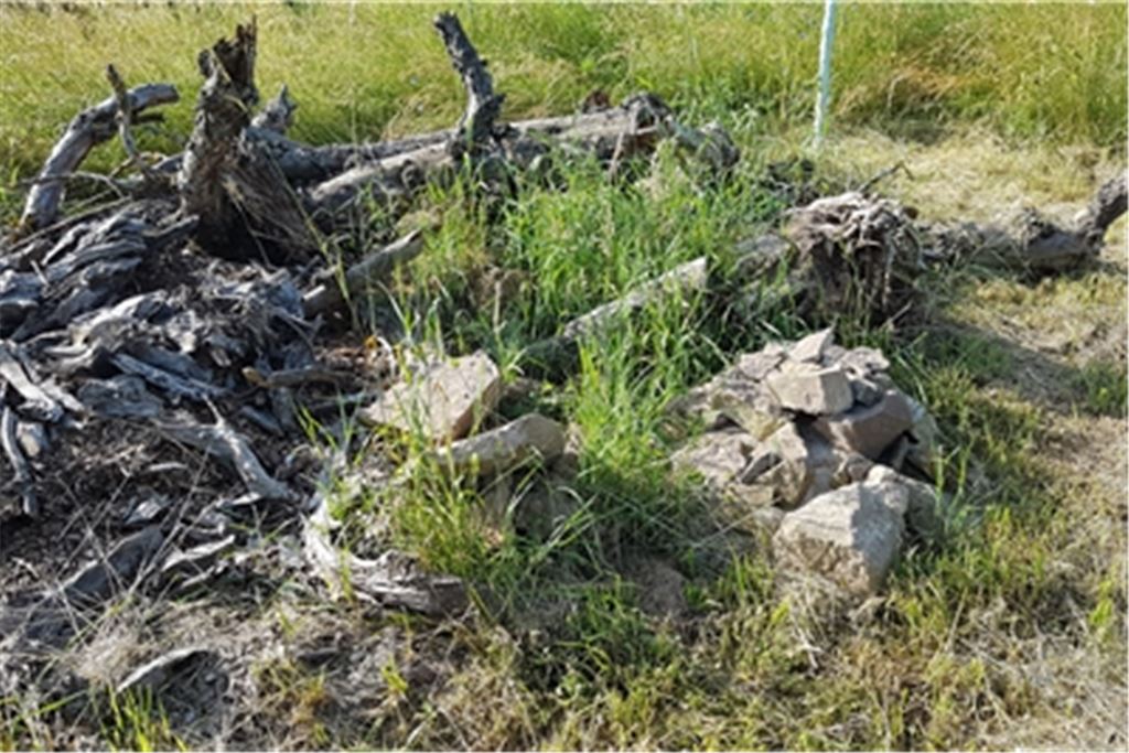 Was oberflächlich betrachtet nach Unordnung aussieht, ist ein kostbarer Lebensraum für Eidechsen, die sich dort vermehren können. Fotos: privat