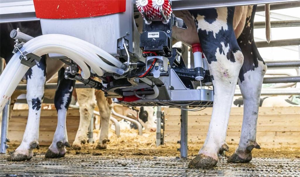 Was obsiegt – Kuhverstand oder Maschine? Melkroboter „Lely Astronaut“ bei der Arbeit.