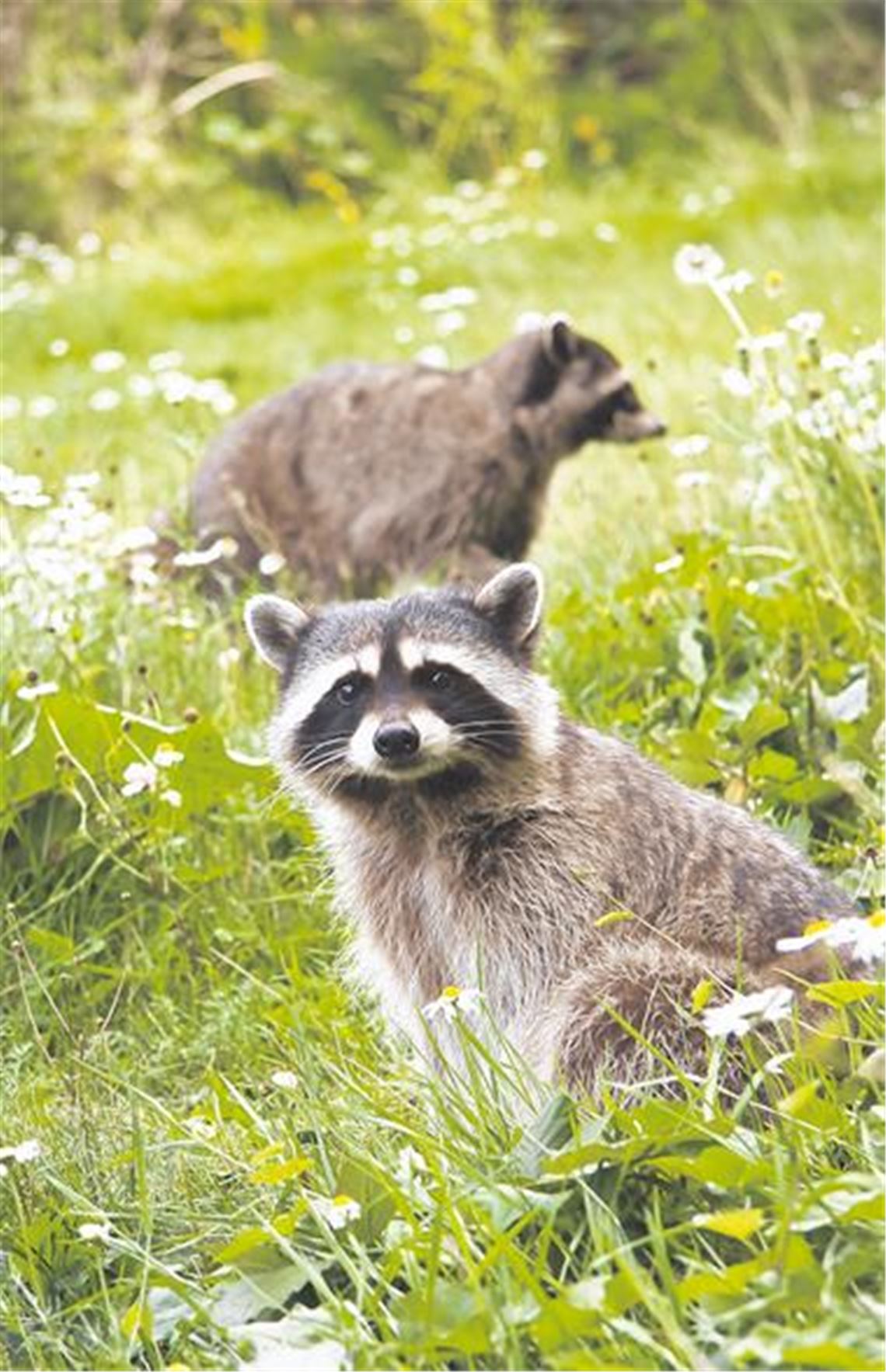 Waschbären mit ihrer typischen Gesichtsmaske sind auch im Enzkreis zuhause. Die Chance, eines der flinken Tiere zu Gesicht zu bekommen, ist bislang jedoch nicht allzu groß. Foto: Fotolia