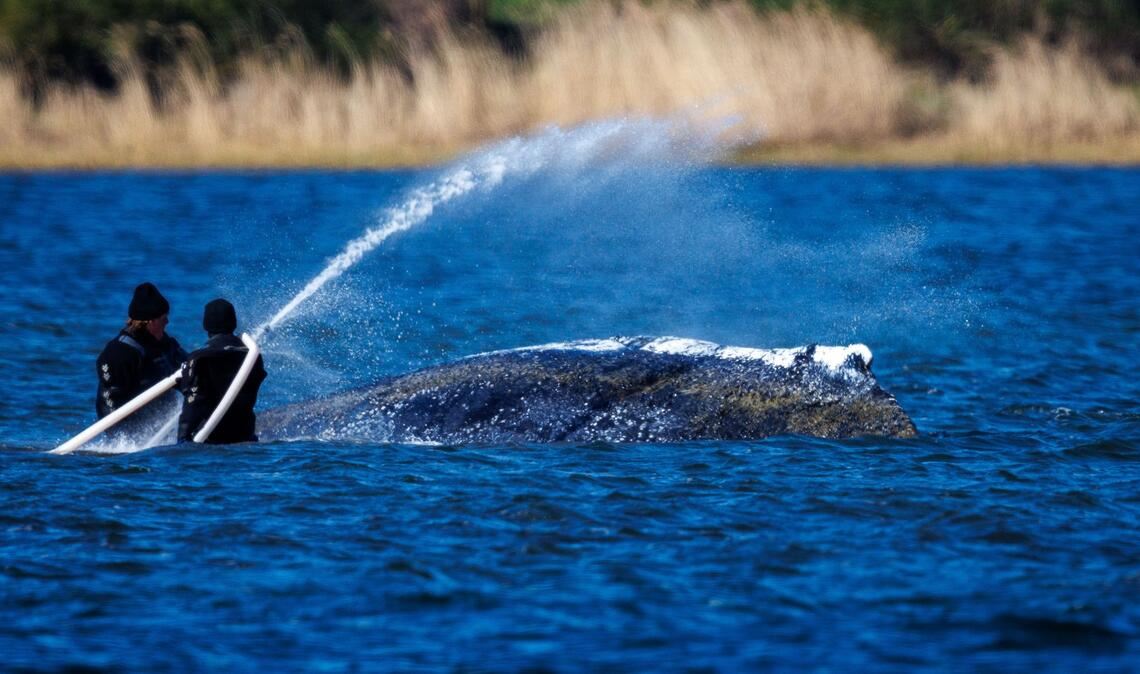 Wasser marsch: Helfer bespritzen den Buckelwal vor der Insel Poel mit Wasser.