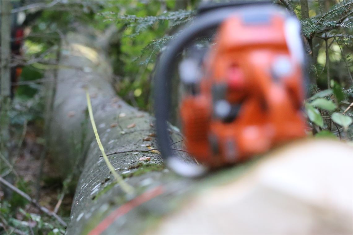 lh Baumfällarbeiten