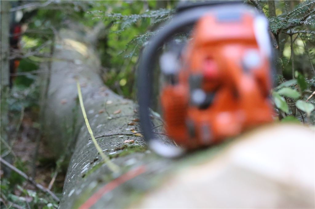 lh Baumfällarbeiten